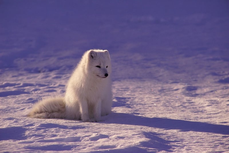 Arctic Escapes